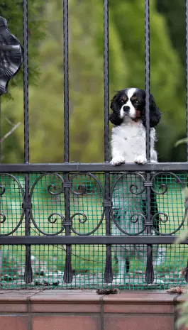 Services dog fencing adelaide